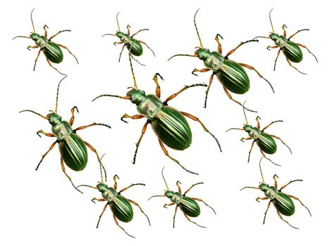 Macro picture of golden beetle on a white background