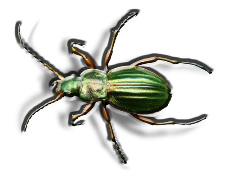 Macro picture of golden beetle on a white background