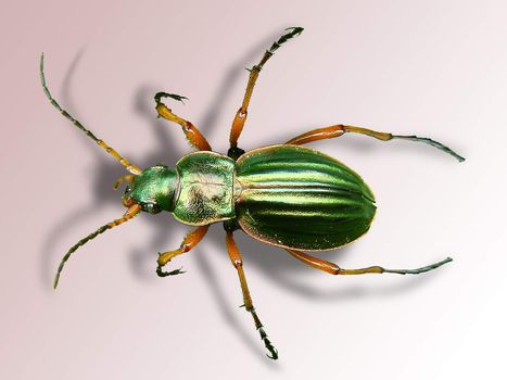 Macro picture of golden beetle on a white background