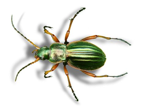 Macro picture of golden beetle on a white background