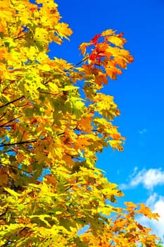 autumn maple