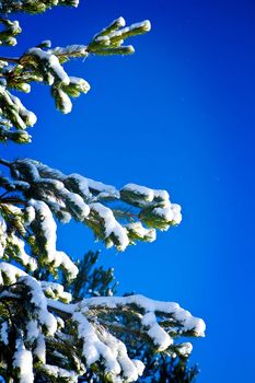 Branches of a pine