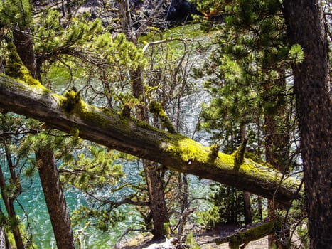 Green mossy logs beside clear green river