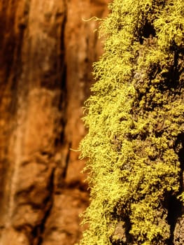 Yellow moss on old tree in Yosemite National Park