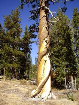 Twisted tree in Yosemite National Park