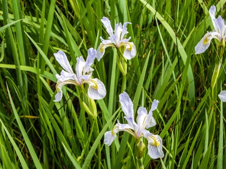 Wild Iris in wet meadow