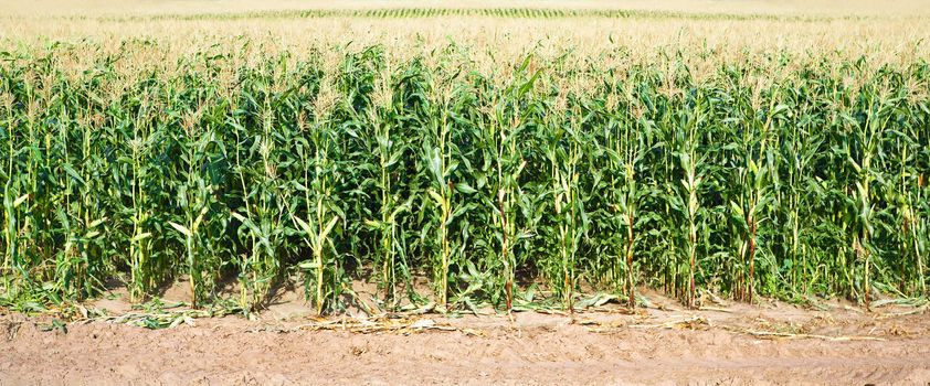 Corn field a close up