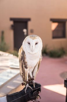 Sleepy Barn Owl with his handler