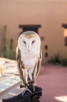 Young Barn Owl sleeps for his handler