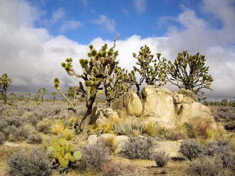 Joshua trees in stromy desert