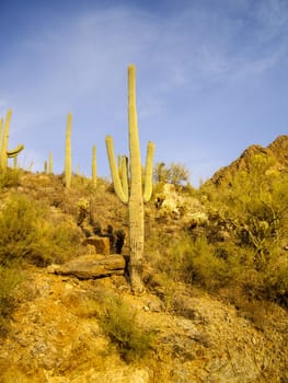 Hillside of saguaro in Saguaro National Park, Arizona