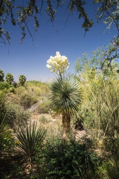 Flowering Yucca in Arizona desert
