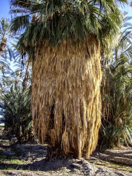 Bearded Palm Tree in California desert