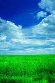 field of wheat and sky