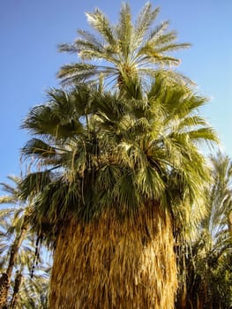Bearded Palm Tree in Sunlight