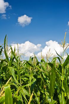Foliage of corn on a background of the sky