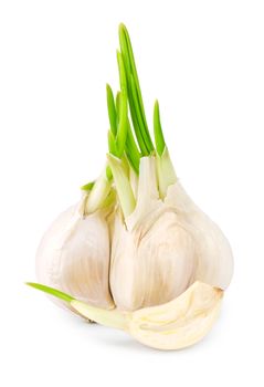 garlic with leaf