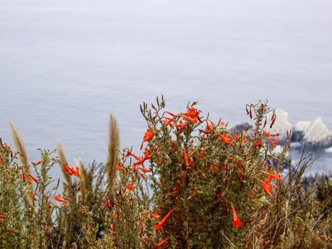 Vivid coastal flowers in California