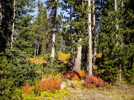 Forest clearing in Yellowstone Fall