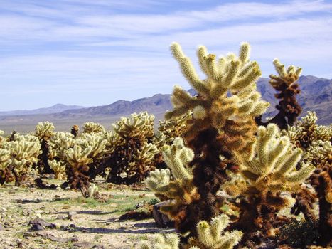Cholla cacti thrive in Mojave desert