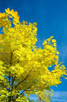 autumn yellow foliage
