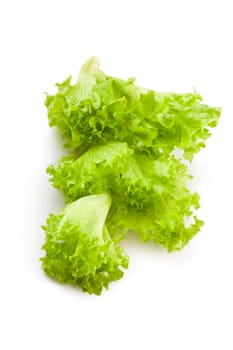 big plant of salad
