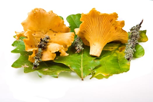 Composition of mushrooms