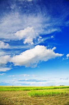 corn field and sky