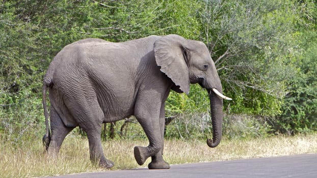 Elephant crossing a road in Kruger National Park, South Africa