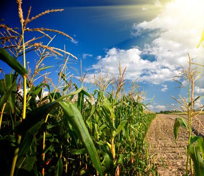 Edge of a corn field in the afternoon