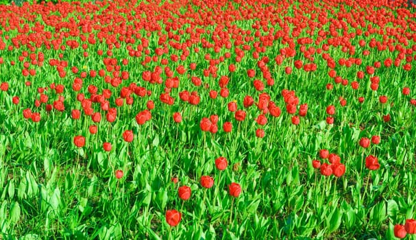 field of tulips