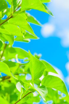 foliage of lilac