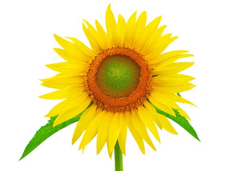 a sunflower isolated