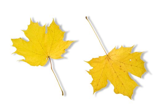 autumn leaves isolated