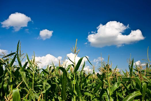 corn and heaven
