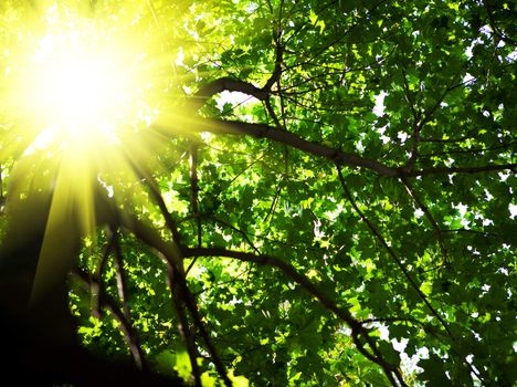 crone of tree with sun
