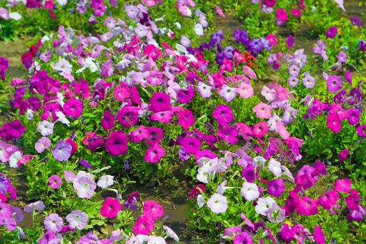 flower background