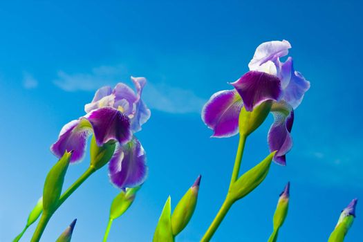 Iris on a background of the sky