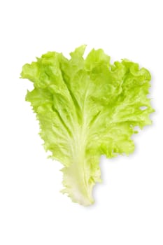 leaf of salad