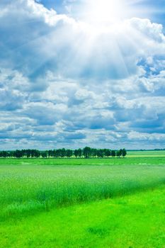 landscape of wheat field and green meadow with overcast sky