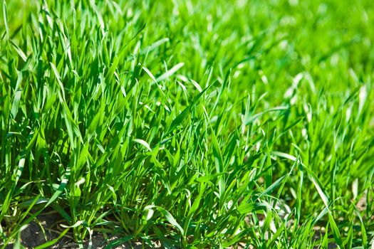 luch green grass
