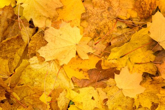 autumn foliage background