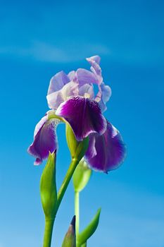 iris