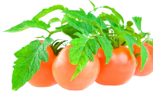 isolated tomato with foliage