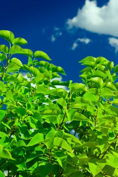 foliage of lilac close-up