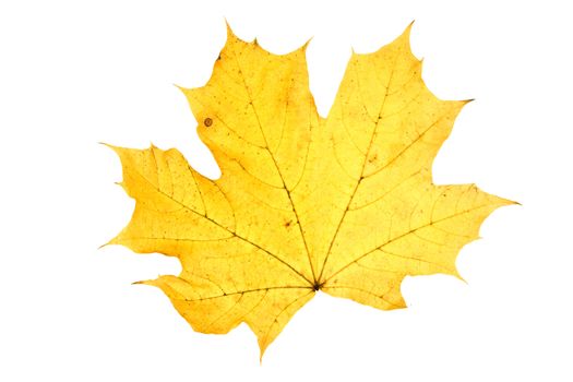 leaf on wihite