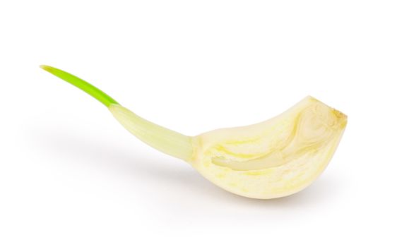 section of Part of garlic