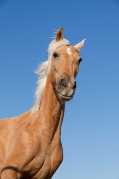 beautiful blond cruzado horse outside horse ranch nature