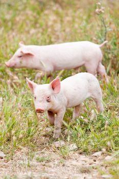 cute little pig piglet and mother outdoor in field in summer