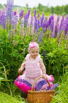 Little girl with a basket among blossoming lupines